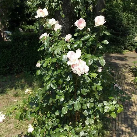 Art, Oda ve Kahvaltı Velden